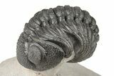 Curled Morocops Trilobite Fossil - Very Nice Prep #204241-1
